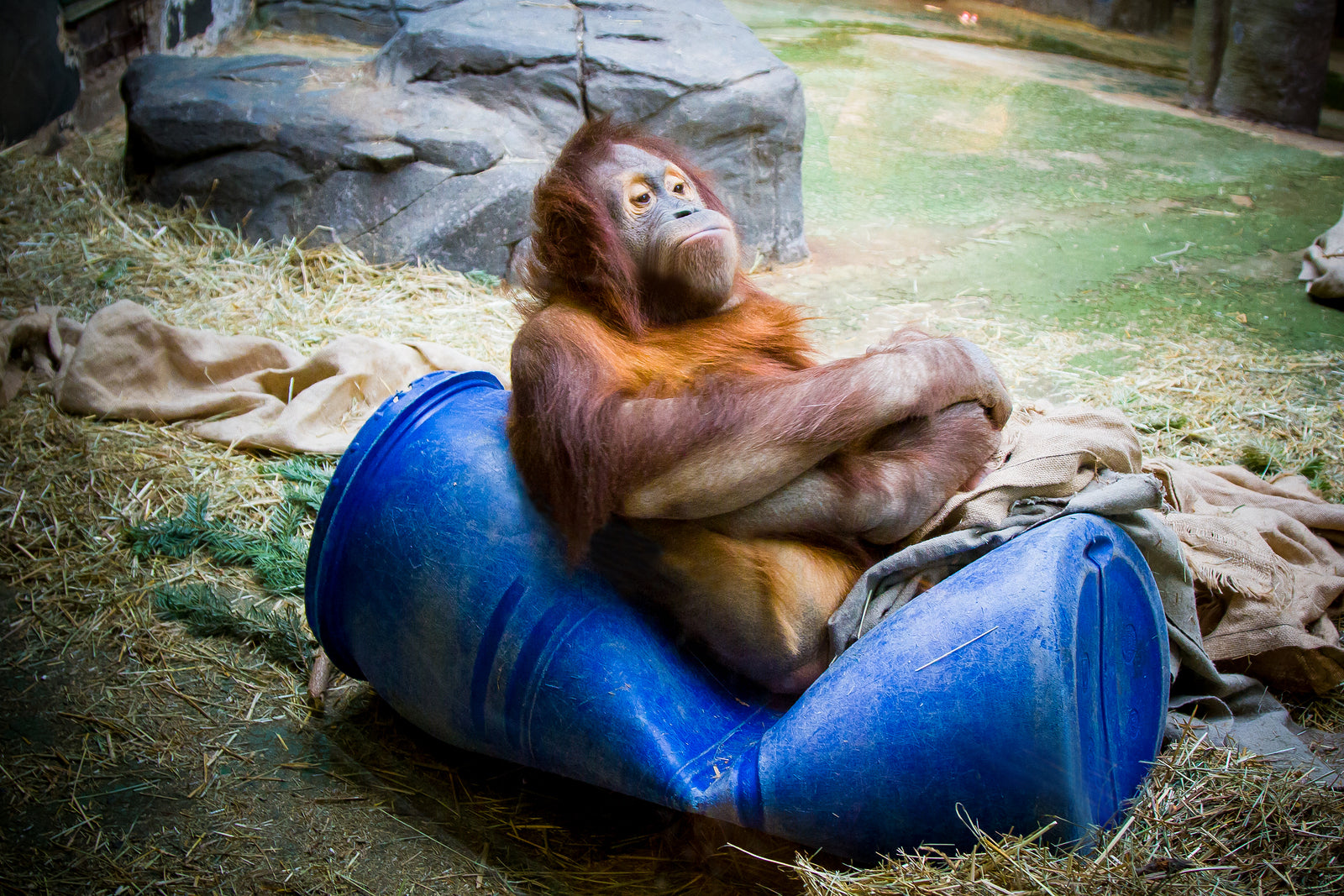 Free Zoo Entry To Red Heads On World Orangutan Day