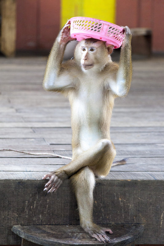 Zoo On Lockdown Following Monkey Escape