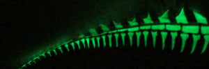 Glow in the dark Dino - Tail bone